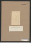 Gallionella nummuloides var. hyperborea Bory. (de-Toni-Nr.: Genus 212, Species 5304) Zeichnungen Sammlung Grunow Nr. 9151 (NHMW-BOT-W0378923)